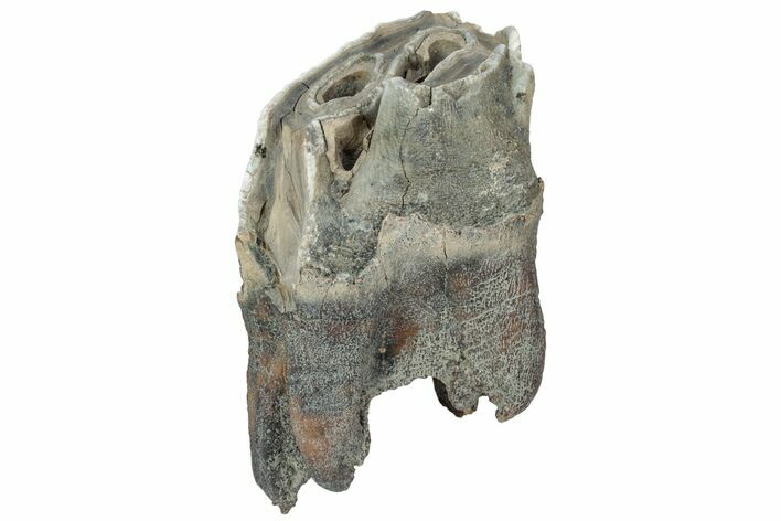 Fossil Woolly Rhino (Coelodonta) Tooth - Siberia #225590